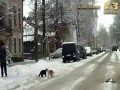 Walczące koty