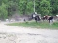 Stado krów kontra Rosjanin w swej ciężarówce