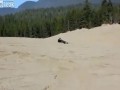 Ford Raptor przeskoczył nad człowiekiem