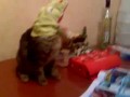 Kotozilla robi UuuuAaaaa!