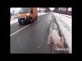 Sprzężone układy policyjne w pogoni za... świnką