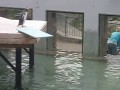 Tchórzliwy pingwin próbuje zeskoczyć z trampoliny