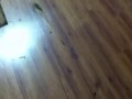 Pies narobił, roomba dokończyła