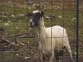 Living On a Prayer (Goat Edition) - Bon Jovi