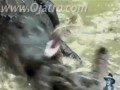 Pyton vs Aligator