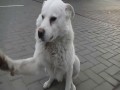 Przeuroczy pies na stacji benzynowej