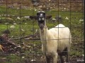 Skrillex GOAT Edition