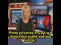 13 niedźwiedzi, marihuana i 38 ciąż