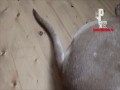 Pies o mądrym ogonku