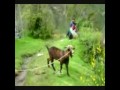Skyfall Goat Version