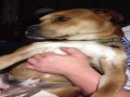 Gangsta Dog