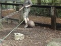 Prawdziwy Mortal Wombat