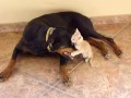 Doberman bawi się z kotkiem
