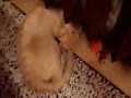 kiro 2012