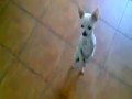 Chihuahua Salsa Dancing