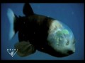 Fish With Transparent Head Filmed