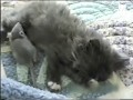 Mouse curls up with a sleepy kitty