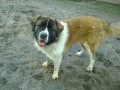 michu