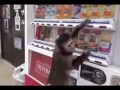 Spragniona małpka kupuje napój w maszynie