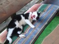 kota