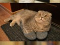 Carl
