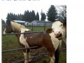 Troll cow