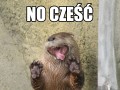 No czesc