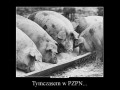 Pzpn