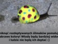 Pomalujmy slimaki