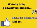 Spie z otwartym oknem