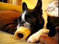 Trust me  i am dog