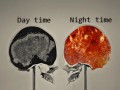 My brain  your brain