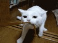 Kot 