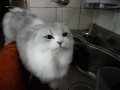 Picku