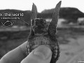 Piekny motyl