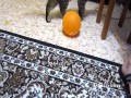 Kot, balon i elektryczność statyczna