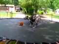 Zwierzęta na trampolinie