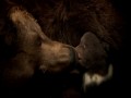 Bears -  zwiastun (trailer)