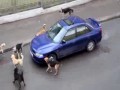 Rosyjska psia mafia atakuje samochód