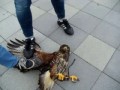 Jastrząb upolował Yorka cz.2