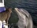 Kot vs. Delfin