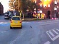 Tańczący gołąb na skrzyżowaniu zabity przez policje