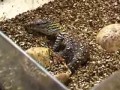 Głaskanie warana z Komodo