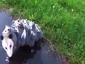 Oposowa mama transportuje na grzbiecie 15 swoich maluchów