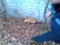 Rosjanie ratują psa