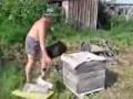 Czelabiński pszczelarz