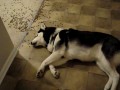 Leniwy husky nawet nie ma zamiaru się wstać do jedzenia