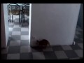Koci atak