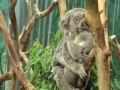 Koala w uścisku