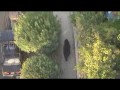 Niedźwiedź na spacerze ulicami miasta